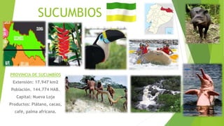 SUCUMBIOS
PROVINCIA DE SUCUMBÍOS
Extensión: 17.947 km2
Población. 144.774 HAB.
Capital: Nueva Loja
Productos: Plátano, cacao,
café, palma africana.
 