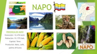 NAPO
PROVINCIA DE NAPO
Extensión: 12.476 km2.
Población: 91.775 hab.
Capital: Tena
Productos: Maíz, café,
palma africana
 