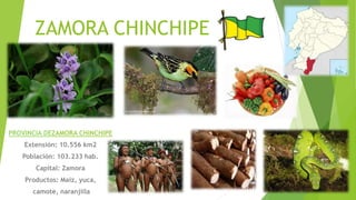 ZAMORA CHINCHIPE
PROVINCIA DEZAMORA CHINCHIPE
Extensión: 10.556 km2
Población: 103.233 hab.
Capital: Zamora
Productos: Maíz, yuca,
camote, naranjilla
 