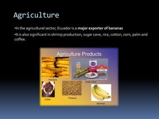 Agriculture
•In the agricultural sector, Ecuador is a major exporter of bananas
•It is also significant in shrimp production, sugar cane, rice, cotton, corn, palm and
coffee.
 