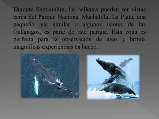 Durante Septiembre, las ballenas pueden ser vistas
cerca del Parque Nacional Machalilla. La Plata, una
pequeña isla similar a algunos islotes de las
Galápagos, es parte de éste parque. Esta zona es
perfecta para la observación de aves y brinda
magníficas experiencias en buceo.
 