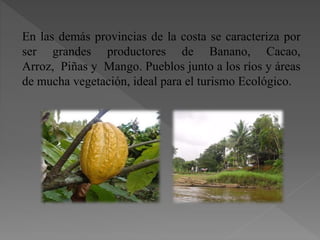 En las demás provincias de la costa se caracteriza por
ser grandes productores de Banano, Cacao,
Arroz, Piñas y Mango. Pueblos junto a los ríos y áreas
de mucha vegetación, ideal para el turismo Ecológico.
 