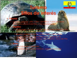 29
Turismo
Sitios de interés
• Fauna:
– La vida animal: alto valor científico > por las raras
especies sobrevivientes y las subespecies
– Reptiles:
• Galápago: una enorme tortuga de tierra,el animal más
famoso, da nombre a las islas
• Iguana marina: el único saurio marino del mundo
• Iguana terrestre, Lagartija de lava, Serpiente de
Galápagos, Salamanquesa, Lobo Marino, Foca de Piel,
Rata de Galápagos
– Aves:
• Muchas razas y especies
• Pingüinos de zonas antárticas, pájaros tropicales
 