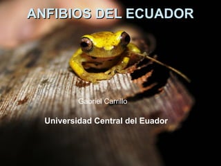 Universidad Central del Euador
Gabriel Carrillo
ANFIBIOS DEL ECUADORANFIBIOS DEL ECUADOR
 