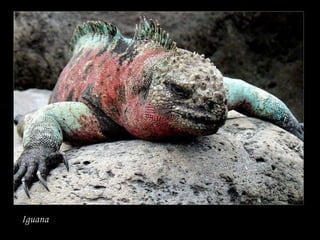 Iguana 