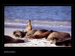 Seelöwenbabies 