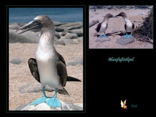 Blaufußtölpel Mail 