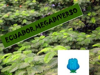 Ecuador Megadiverso 