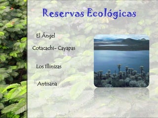 Reservas EcológicasEl ÁngelCotacachi- CayapasLos IllinizasAntisana