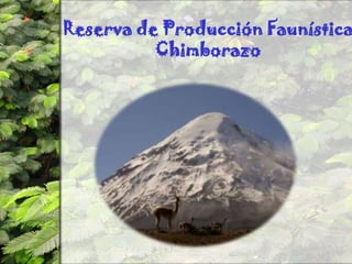 Reserva de Producción FaunísticaChimborazo
