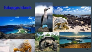 Galapagos Islands
20
 