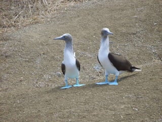 Ecuador, pais de contrastes