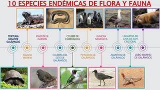 IGUANA
MARINA
PINZOÑ DE
DARWIN
CULEBRA DEL
ESTE DE
GALÁPAGOS
COLIBRÍ DE
ESMERALDAS
PINGUINO DE
GALÁPAGOS
GAVIOTA
NEGRUZCA
ALBATROS DE
GALÁPAGOS
LAGARTIJA DE
LAVA DE SAN
CRISTÓBAL
LOBO MARINO
DE GALÁPAGOS
 