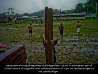 In some communities, the study found, selling timber accounts for up to 50 per cent of
families’ income, although this varies between Orellana and Napo and between indigenous
and colonist villages.
 