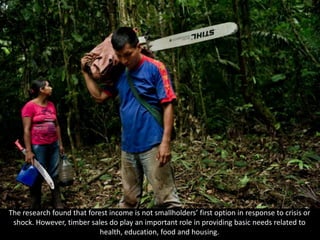 The research found that forest income is not smallholders’ first option in response to crisis or
shock. However, timber sales do play an important role in providing basic needs related to
health, education, food and housing.
 