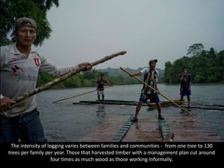 The intensity of logging varies between families and communities - from one tree to 130
trees per family per year. Those that harvested timber with a management plan cut around
four times as much wood as those working informally.
 