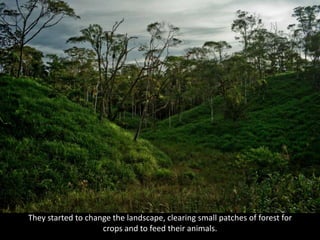 They started to change the landscape, clearing small patches of forest for
crops and to feed their animals.
 
