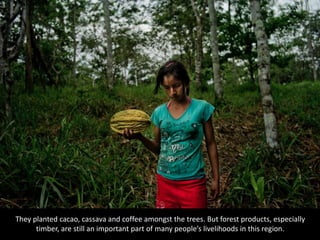 They planted cacao, cassava and coffee amongst the trees. But forest products, especially
timber, are still an important part of many people’s livelihoods in this region.
 