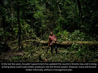 In the last few years, Ecuador’s government has updated the country’s forestry law, and is trying
to bring these small-scale timber producers into the formal system. However, many still harvest
timber informally, without a management plan
 