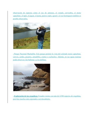 observación de especies como el oso de anteojos, el venado, cervicabra, el mono
capuchino, el tapir, el jaguar, el puma, puerco espín, agouti y el oso hormiguero también es
posible observarlos.
- Parque Nacional Machalilla: Este parque permite la vista del colorado mono capuchino,
ciervos, cerdos, pecaríes, armadillos, coatíes o cuchuchos. Además, en sus aguas marinas
podrá observar a las ballenas y a los delfines.
- Exploración de las orquídeas: Ecuador cuenta con más de 4.200 especies de orquídeas,
pero hay muchos más esperando a ser descubierto.
 