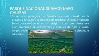 PARQUE NACIONAL SUMACO NAPO
GALERAS
• Es un área protegida de Ecuador que está situado en la
provincia de Napo y la provincia de Orellana. El Parque Nacional
Sumaco-Napo-Galeras es un refugio natural que posee una
gran diversidad de ecosistemas y especies de flora y fauna,
rasgos geológicos y hábitats de importancia para la ciencia, la
educación.
 