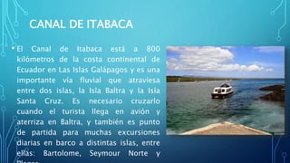 CANAL DE ITABACA
• El Canal de Itabaca está a 800
kilómetros de la costa continental de
Ecuador en Las Islas Galápagos y es una
importante vía fluvial que atraviesa
entre dos islas, la Isla Baltra y la Isla
Santa Cruz. Es necesario cruzarlo
cuando el turista llega en avión y
aterriza en Baltra, y también es punto
de partida para muchas excursiones
diarias en barco a distintas islas, entre
ellas: Bartolome, Seymour Norte y
 