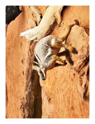 Foundation achievements
 