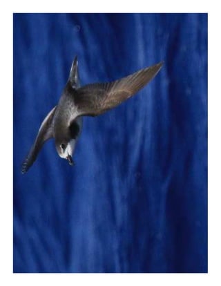 Foundation achievements
 