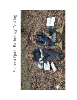 Eastern Quoll Pathology Testing
 