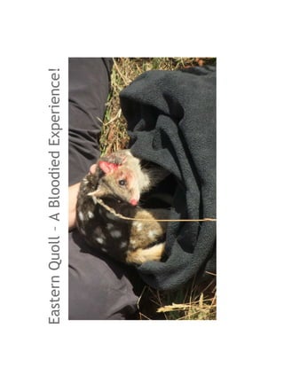 Eastern Quoll – A Bloodied Experience!
 