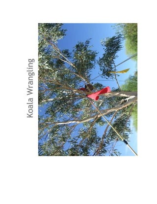 Koala Wrangling
 