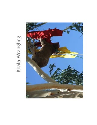 Koala Wrangling
 
