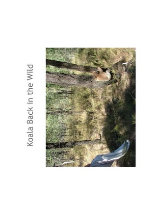 Koala Back in the Wild
 