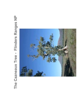 The Cazneaux Tree - Flinders Ranges NP
 