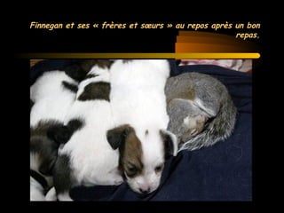 MG Production
Finnegan et ses « frères et sœurs » au repos après un bonFinnegan et ses « frères et sœurs » au repos après un bon
repas.repas.
 