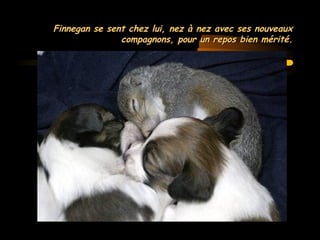 MG Production
Finnegan se sent chez lui, nez à nez avec ses nouveauxFinnegan se sent chez lui, nez à nez avec ses nouveaux
compagnons, pour un repos bien mérité.compagnons, pour un repos bien mérité.
 