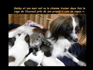 MG Production
Debby et son mari ont vu la chienne trainer deux fois laDebby et son mari ont vu la chienne trainer deux fois la
cage de l’écureuil près de son propre « coin de repos ».cage de l’écureuil près de son propre « coin de repos ».
 