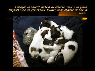 MG Production
Finnegan se nourrit surtout au biberon, mais il se glisseFinnegan se nourrit surtout au biberon, mais il se glisse
toujours avec les chiots pour trouver de la chaleur lors de latoujours avec les chiots pour trouver de la chaleur lors de la
sieste.sieste.
 