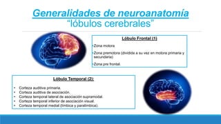 Generalidades de neuroanatomía
“lóbulos cerebrales”
Lóbulo Frontal (1)
Zona motora
Zona premotora (dividida a su vez en motora primaria y
secundaria)
Zona pre frontal.
Lóbulo Temporal (2):
• Corteza auditiva primaria.
• Corteza auditiva de asociación.
• Corteza temporal lateral de asociación supramodal.
• Corteza temporal inferior de asociación visual.
• Corteza temporal medial (límbica y paralímbica).
 