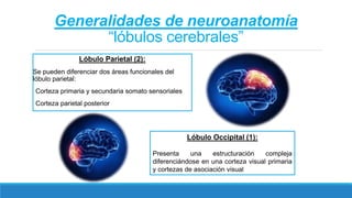 Generalidades de neuroanatomía
“lóbulos cerebrales”
Lóbulo Parietal (2):
Se pueden diferenciar dos áreas funcionales del
lóbulo parietal:
Corteza primaria y secundaria somato sensoriales
Corteza parietal posterior
Lóbulo Occipital (1):
Presenta una estructuración compleja
diferenciándose en una corteza visual primaria
y cortezas de asociación visual
 