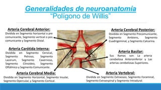 Generalidades de neuroanatomía
“Polígono de Willis”
Arteria Carótida Interna:
Dividida en Segmento Cervical,
Segmento Petroso, Segmento
Lacerum, Segmento Cavernoso,
Segmento Clinoideo, Segmento
Oftálmico y Segmento Comunicante.
Arteria Cerebral Anterior:
Dividida en Segmento horizontal o pre
comunicante, Segmento vertical o pos
comunicante y Segmento Distal.
Arteria Cerebral Media:
Dividida en Segmento Horizontal, Segmento Insular,
Segmento Opercular, y Segmento Cortical.
Arteria Cerebral Posterior:
Dividida en Segmento Precomunicante,
Segmento Ambiens, Segmento
Cuadrigeminal, y Segmento Calcarina.
Arteria Basilar:
Sus Ramas son La arteria
cerebelosa Anteroinferior y Las
arterias cerebelosas Superiores.
Arteria Vertebral:
Dividida en Segmento Extraoseo, Segmento Foraminal,
Segmento Extraespinal y Segmento Intradural.
 