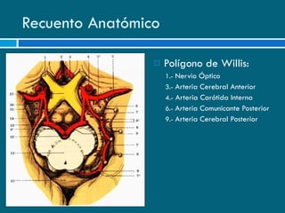 Recuento Anatómico Polígono de Willis: 1.-  Nervio Óptico 3.-  Arteria Cerebral Anterior 4.-  Arteria Carótida Interna 6.-  Arteria Comunicante Posterior 9.-  Arteria Cerebral Posterior 