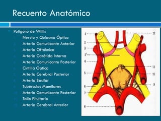 Recuento Anatómico Polígono de Willis Nervio y Quiasma Óptico Arteria Comunicante Anterior Arteria Oftálmica Arteria Carótida Interna Arteria Comunicante Posterior Cintilla Óptica Arteria Cerebral Posterior Arteria Basilar Tubérculos Mamilares Arteria Comunicante Posterior Tallo Pituitario Arteria Cerebral Anterior 