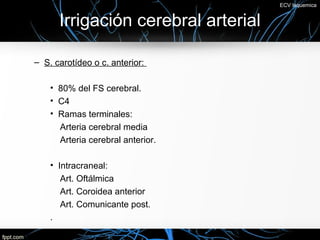 ECV Isquemica


      Irrigación cerebral arterial

– S. carotídeo o c. anterior:

    • 80% del FS cerebral.
    • C4
    • Ramas terminales:
      Arteria cerebral media
      Arteria cerebral anterior.

    • Intracraneal:
       Art. Oftálmica
       Art. Coroidea anterior
       Art. Comunicante post.
    .
 