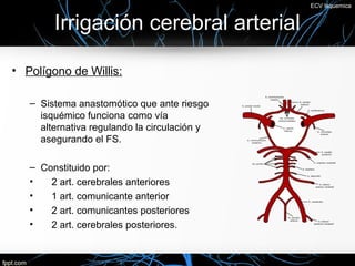 ECV Isquemica


        Irrigación cerebral arterial

• Polígono de Willis:

   – Sistema anastomótico que ante riesgo
     isquémico funciona como vía
     alternativa regulando la circulación y
     asegurando el FS.

   – Constituido por:
   •   2 art. cerebrales anteriores
   •   1 art. comunicante anterior
   •   2 art. comunicantes posteriores
   •   2 art. cerebrales posteriores.
 