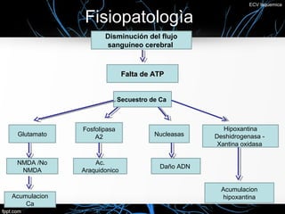 ECV Isquemica


               Fisiopatologìa
                     Disminución del flujo
                     sanguíneo cerebral



                             Falta de ATP


                            Secuestro de Ca



              Fosfolipasa                              Hipoxantina
 Glutamato        A2                   Nucleasas    Deshidrogenasa -
                                                     Xantina oxidasa

 NMDA /No         Ac.
                                         Daño ADN
  NMDA        Araquidonico


                                                      Acumulacion
Acumulacion                                           hipoxantina
    Ca
 