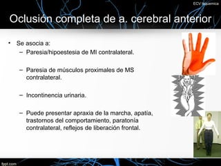 ECV Isquemica



Oclusión completa de a. cerebral anterior

•   Se asocia a:
     – Paresia/hipoestesia de MI contralateral.

     – Paresia de músculos proximales de MS
       contralateral.

     – Incontinencia urinaria.

     – Puede presentar apraxia de la marcha, apatía,
       trastornos del comportamiento, paratonía
       contralateral, reflejos de liberación frontal.
 