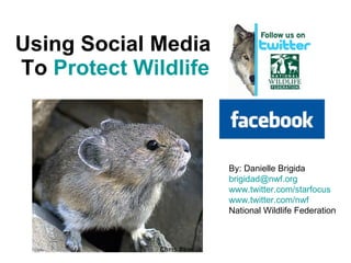Using Social Media  To  Protect Wildlife   By: Danielle Brigida [email_address]   www.twitter.com/starfocus   www.twitter.com/nwf   National Wildlife Federation 