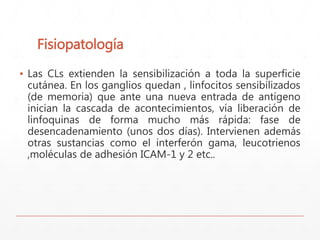 Fisiopatología 
▪ Las CLs extienden la sensibilización a toda la superficie 
cutánea. En los ganglios quedan , linfocitos sensibilizados 
(de memoria) que ante una nueva entrada de antígeno 
inician la cascada de acontecimientos, vía liberación de 
linfoquinas de forma mucho más rápida: fase de 
desencadenamiento (unos dos días). Intervienen además 
otras sustancias como el interferón gama, leucotrienos 
,moléculas de adhesión ICAM-1 y 2 etc.. 
 