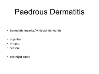 Paedrous Dermatitis
• Dermatitis linearise/ whiplash dermatitis
• organism:
• irritant:
• Season:
• overnight onset
 